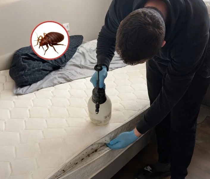 Technicien traitant un matelas contre les punaises de lit à Blaru